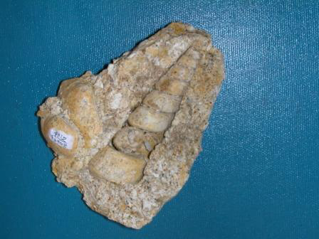 Fossil Turritella from Reef